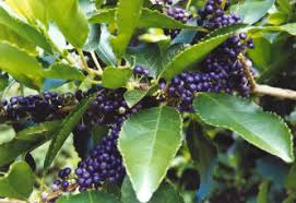 Products: Melicytus ramiflorus