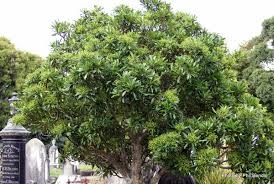 Products: Pseudopanax arboreus