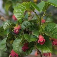 Products: Vitex lucens