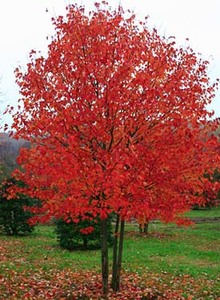 Deciduous Trees: Acer rubrum “Red Sunset”