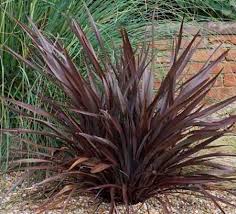 Flax: Phormium cookianum Purpurea