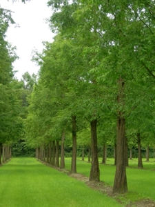 Metasequoia glyptostroboides