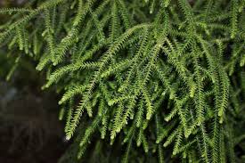 Products: Dacrydium cupressinum