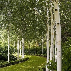 Products: Betula utilis White Spire