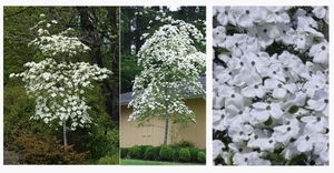 Products: Cornus Eddies White Wonder