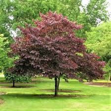 Products: Cercis canadensis Forest Pansy