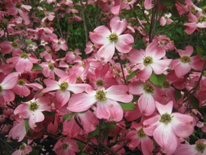 Products: Cornus florida Cherokee Chief