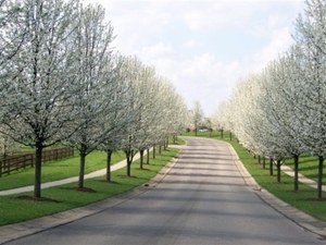 Deciduous Trees: Pyrus ‘Aristocrat’