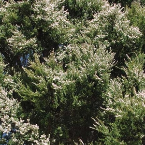 Native: Kunzea ericoides