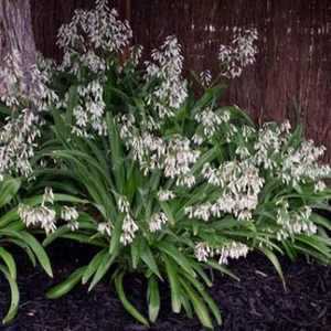 Products: Arthropodium cirratum
