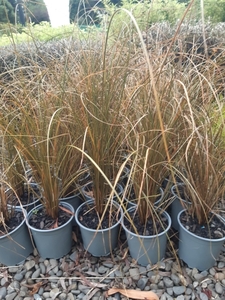 Grasses: Carex flagellifera