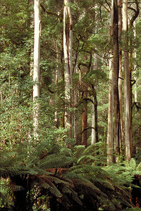 Eucalyptus regnans