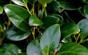 Broadleaf: Griselinia littoralis Ardmore Emerald