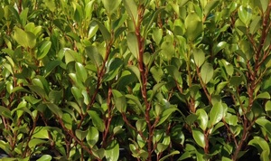 Griselinia littoralis Canterbury