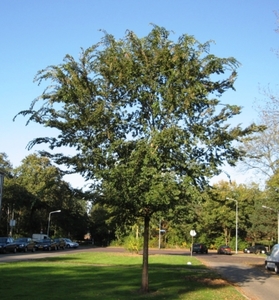 Products: Ulmus parvifolia