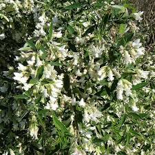 Chamaecytisus palmensis