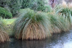 Grasses: Carex secta