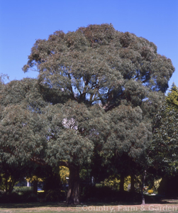 Firewood: Eucalyptus nicholii