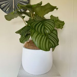 Begonia Dragon Wing