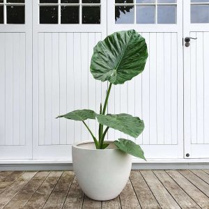 Mr Kitly x Decor Self Watering Plant Pot 17cm