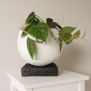 String of Pearls in Wall Hung Planter