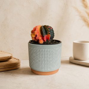 Echeveria Violet Queen