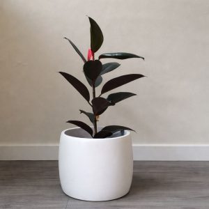 Peace Lily