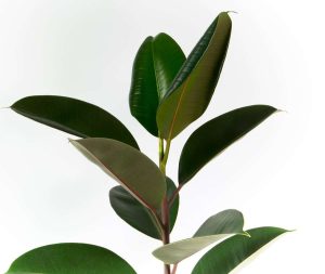 Davallia Fern 14cm