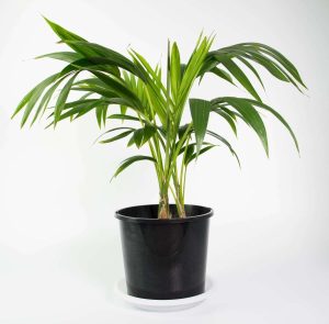 Products: Long Leaf Fig in Black