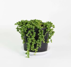Products: Anthurium in Grey Fredrik Pot