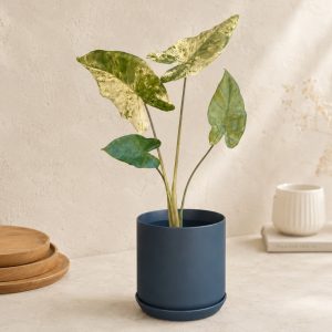Blue Star Fern