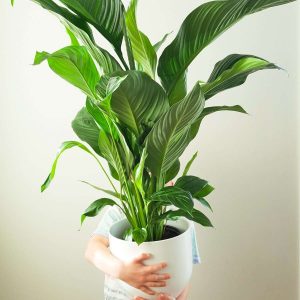 Products: Croton Petra In Gold