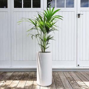 Tall Kentia Palm in Black