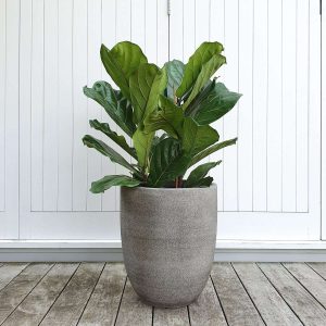 Products: Weeping Fig in Saturn Planter