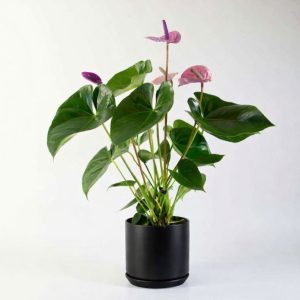 Products: Large Anthurium Red in Vela