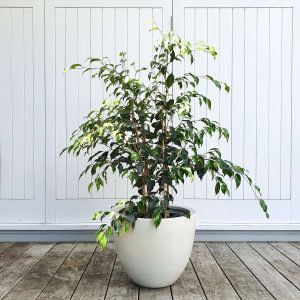 Products: Hanging Planter in Brass, Small