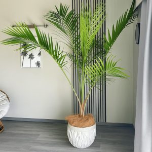 Parlour Palm in Sombrero Planter
