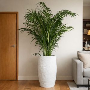 Products: Extra Large Bird of Paradise Double Planted