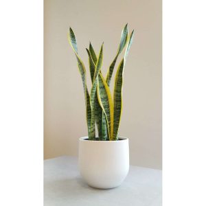 Products: Cast Iron Plant, Large