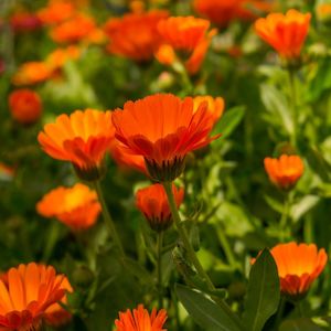 Products: Plant & Share Calendula Seeds - Plant and Share