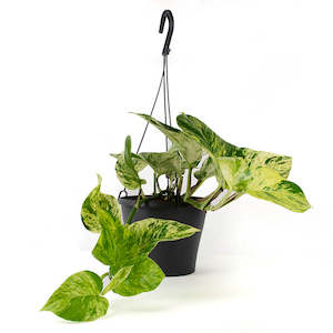 Potted Houseplants: Marble Queen (Includes Shipping)
