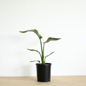 Pot plant: Strelitzia Nicolai (includes shipping)