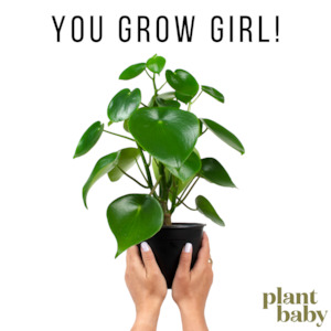 Monthly Plant Baby Subscription: Pre-purchased subscription of You Grow Girl!