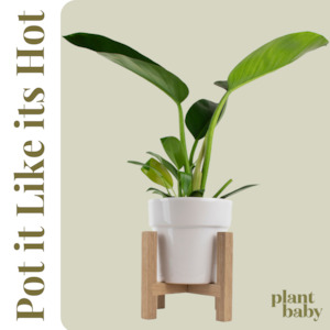 Pot it Like it's Hot!