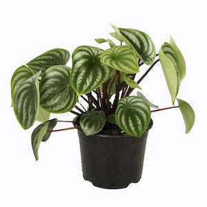 Peperomia Watermelon (Includes Shipping)