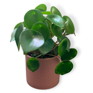 Peperomia Raindrop Indoor Plant (Includes Shipping)