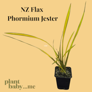 Manuka Nonum Huia & Native Flax ‘Phormium Jester’ – NZ Garden Plants