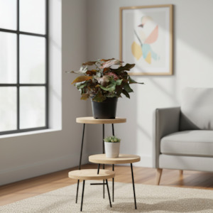 One Off Plants: Syngonium Maria – Easy-Care Indoor Plant | Plant Baby NZ