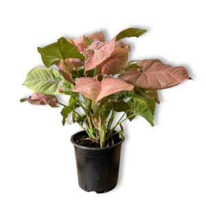 One Off Plants: Syngonium Red Heart (shipping included)