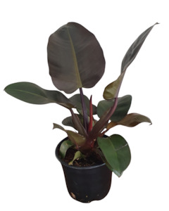 One Off Plants: Philodendron Black Cardinal – Rare Indoor Plant NZ (Shipping Included)